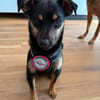🐾 Lucky sucht sein Für-immer-Zuhause 🐾