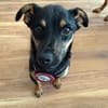 🐾 Lucky sucht sein Für-immer-Zuhause 🐾