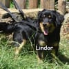 LINDOR