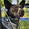HANNES - sucht die Nadel im Heuhaufen!