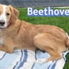 Beethoven - aufmerksam, verspielt, aktiv