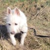 Kuschelhündin Mona sucht sicheren Hafen