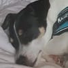 Stella - Aktive Jack Russell-Dame
