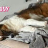 Peggy - verschmust und verspielt