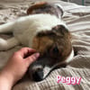 Peggy - verschmust und verspielt