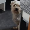 Liza, schüchterne Malteser Hündin