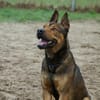 Henry sucht ein sportliches Zuhause