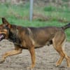 Henry sucht ein sportliches Zuhause