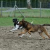 Henry sucht ein sportliches Zuhause
