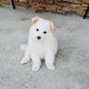 Boogie ein Pomsky Mix