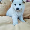 Boogie ein Pomsky Mix