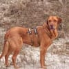 Menschenbezogener Ricky sucht Zuhause