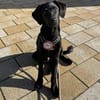 Bubi sucht sein Für-Immer-Zuhause 🐾