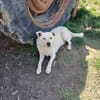 💙Balou💙 sucht ein schönes Zuhause