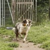 Chup - braucht Zeit und viel Liebe!