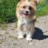 Safir sucht verantwortungsvolles Zuhause