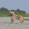 Safir sucht verantwortungsvolles Zuhause