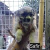 Safir sucht verantwortungsvolles Zuhause