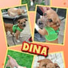 junge kleine liebe Dina auf PS in 91286