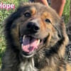 Hope - freundlich und lernwillig