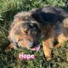 Hope - freundlich und lernwillig