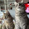 Chesire & Alice suchen gemeinsam Glück