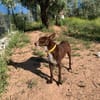 Chocapic1 sucht  ein Zuhause