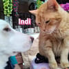 Indi - verschmust und lernwillig