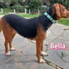 Bella - freundlich und sozial