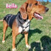Bella - freundlich und sozial