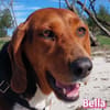 Bella - freundlich und sozial