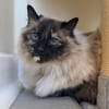 MINETTE
