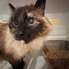MINETTE