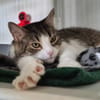 Minette