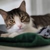 Minette