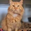 Simba
