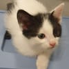 MAYWE À ADOPTER AVEC UN CHAT DÉJÀ PRÉSENT CHEZ VOUS