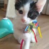 MAYWE À ADOPTER AVEC UN CHAT DÉJÀ PRÉSENT CHEZ VOUS