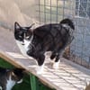 Wunderschöne Katze Ratona