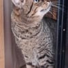Lieber ruhiger Kater Gandalf