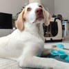 Neues Zuhause für Fumè gesucht