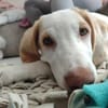 Neues Zuhause für Fumè gesucht