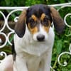 Fede möchte adoptiert werden