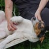 Fede möchte adoptiert werden