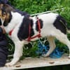 Fede möchte adoptiert werden