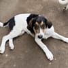 Fede möchte adoptiert werden