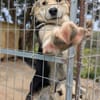Mickey - sucht seine Menschen