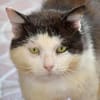FIV-Kater Salvo hofft auf seine Menschen
