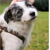 Sanfte Snickers sucht ruhiges Heim