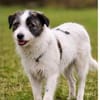Sanfte Snickers sucht ruhiges Heim